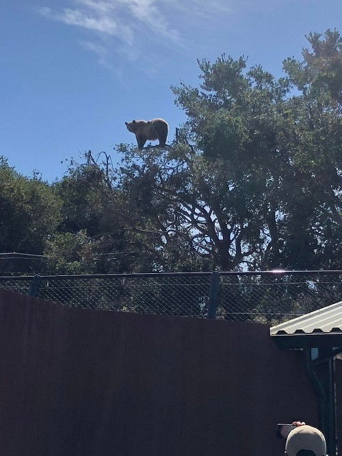 Gấu đã làm điều đó như thế nào?