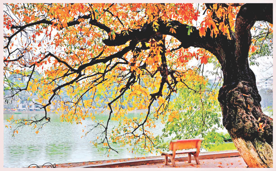 Lá vàng rơi bên hồ