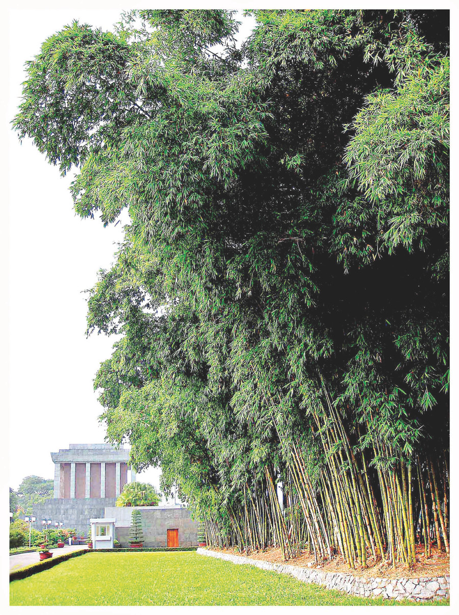 Rặng tre xanh bên Lăng Bác