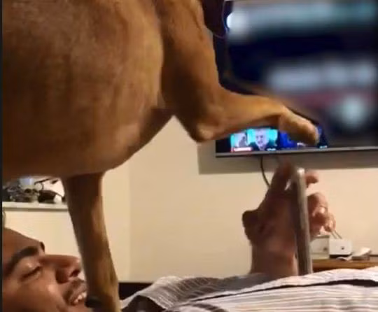 Bị "thất sủng" vì chủ mải chơi điện thoại, chú chó có hành động khiến dân tình "lụy tim"