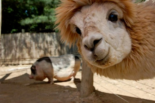 Selfie cùng người đẹp sở hữu đường cong bốc lửa.