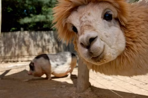 Selfie cùng người đẹp sở hữu đường cong bốc lửa.