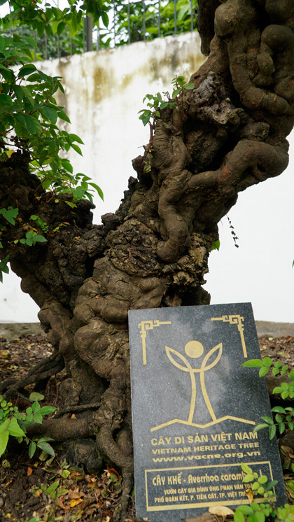 Cây khế có tuổi đời hơn 300 năm,được giới chơi cây cảnh cho là do vua Gia Long trồng. Để mua được, ông Toàn đã dành hàng tháng trời ởTiền Giang đến khi thân thiết với chủ cây mới mua được. Ảnh: Trọng Nghĩa.