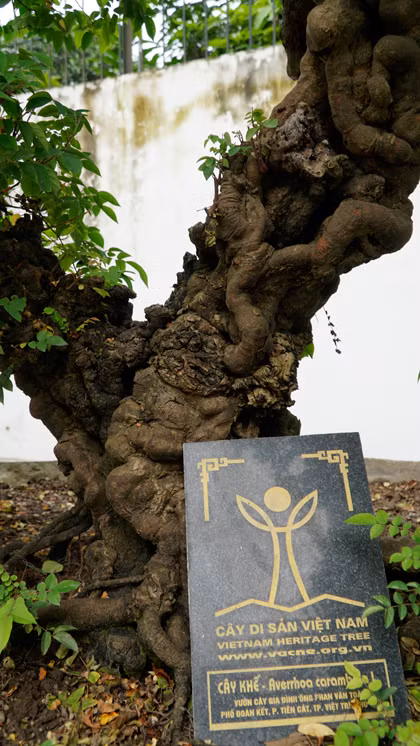 Cây khế có tuổi đời hơn 300 năm,được giới chơi cây cảnh cho là do vua Gia Long trồng. Để mua được, ông Toàn đã dành hàng tháng trời ởTiền Giang đến khi thân thiết với chủ cây mới mua được. Ảnh: Trọng Nghĩa.