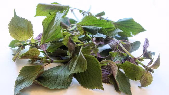 Mụn thịt tuổi dậy thì dày chạt như cơm cháy cũng xẹp lép với công thức chưa đến 10 ngàn đồng