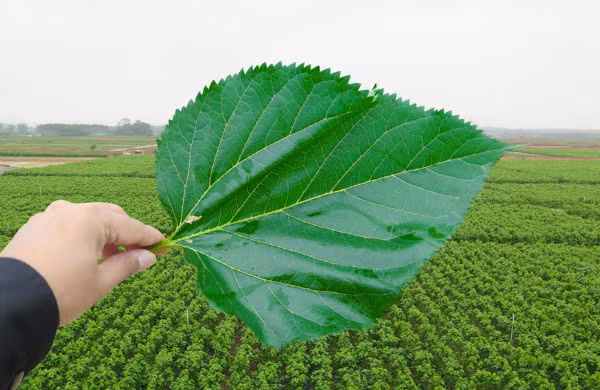 Lá dâu tằm chứa nhiều hợp chất có ích cho việc chữa trị bệnh tiểu đường. Lá dâu tằm chứa nhiều hợp chất có ích cho việc chữa trị bệnh tiểu đường. Ảnh: TC