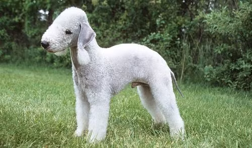 5 loai cho co hinh dang ky la nhat the gioi hinh anh 1