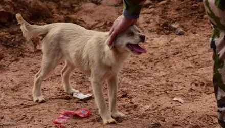 Chó tuyệt thực, quyết tìm chủ bị nạn dưới đống đổ nát 