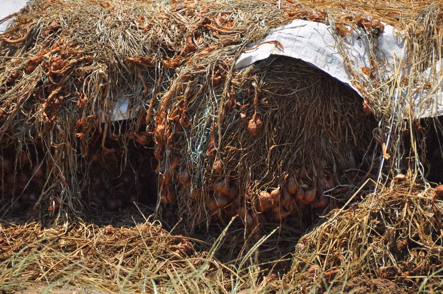 Hành tím nằm phơi giữa đồng vì không tiêu thụ được.