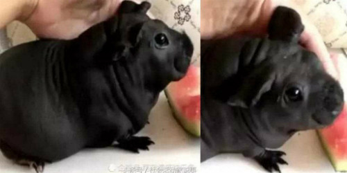 Anh nhân viên cô đơn mua nhầm con dúi, không phải là chó con. Anh nhân viên cô đơn mua nhầm con dúi, không phải là chó con. Ảnh: shanghaiist.