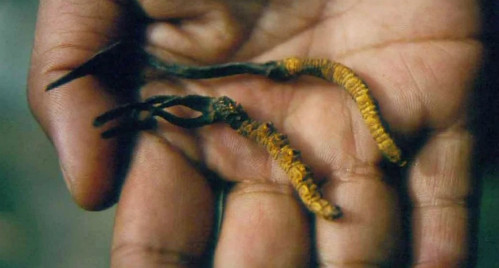 Đông trùng hạ thảo được cho là thần dược trong đông y. Ảnh: SCMP.