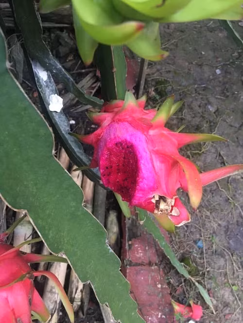 Ăn thanh long tươi ngon tận ngọn.