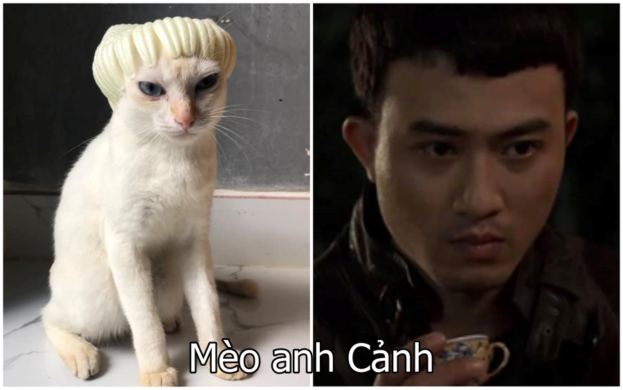 Xuất hiện boss mèo có biệt tài diễn xuất, hóa thân thành 12 nhân vật chỉ với miếng xốp bọc lê - Ảnh 4. Xuất hiện boss mèo có biệt tài diễn xuất, hóa thân thành 12 nhân vật chỉ với miếng xốp bọc lê - Ảnh 4.