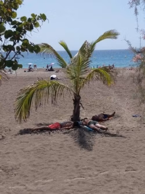 Tận dụng bóng râm.