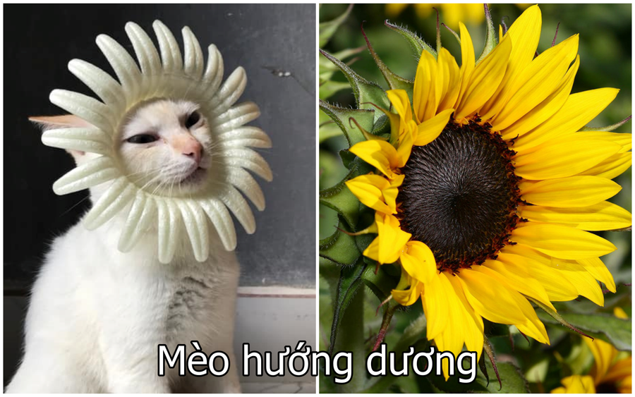 Xuất hiện boss mèo có biệt tài diễn xuất, hóa thân thành 12 nhân vật chỉ với miếng xốp bọc lê - Ảnh 11. Xuất hiện boss mèo có biệt tài diễn xuất, hóa thân thành 12 nhân vật chỉ với miếng xốp bọc lê - Ảnh 11.