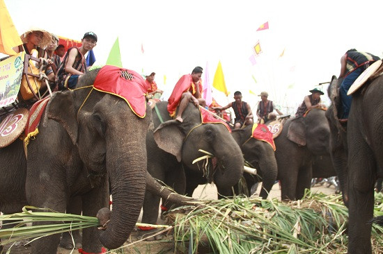 Để có sức đá bóng, các chú voi thong thả thưởng thức tiệc buffet giành riêng cho mình.