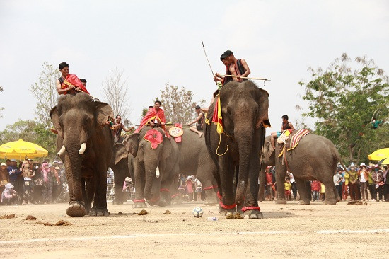 8 con voi chia thành 2 đội sung sức vào trận đá bóng kéo dài 20 phút.