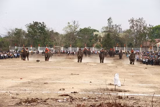 Được các nài voi mang đến tham dự cuộc đua với niềm tin chiến thắng, 15 chú voi cường tráng chia làm 3 lượt thi đấu để tìm ra chú voi thắng cuộc.