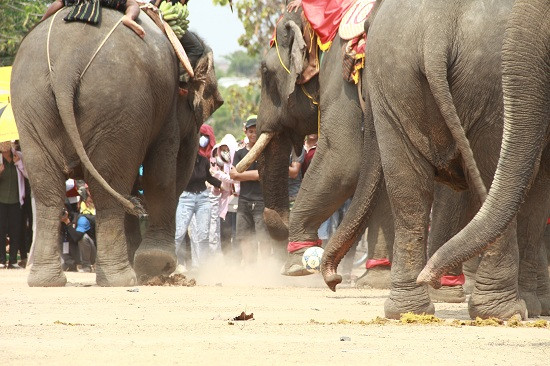 Các chú voi quyết liệt tranh bóng để ghi bàn vào lưới đội bạn.