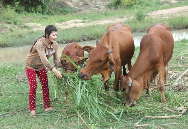 Hộ nghèo được vay vốn từ NHCSXH để phát triển chăn nuôi 