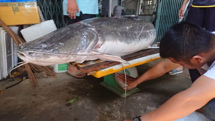 Con cá lăng có trọng lượng gần 1 tạ được chủ nhà hàng mua lại để xẻ thịt bán cho thực khách.