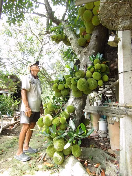 ngay cang co nhieu nguoi den xem cay mit "doc, la" o ben tre hinh anh 3