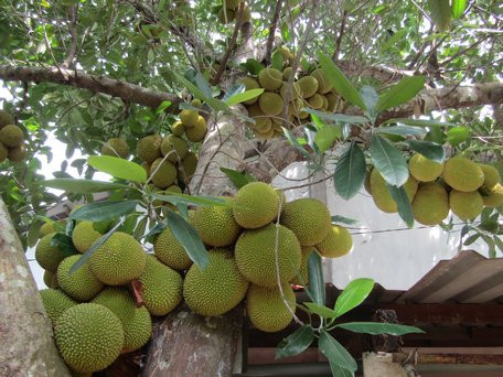 Ngày càng có nhiều người đến xem cây mít "độc, lạ" ở Bến Tre hình ảnh 1 ngay cang co nhieu nguoi den xem cay mit "doc, la" o ben tre hinh anh 1