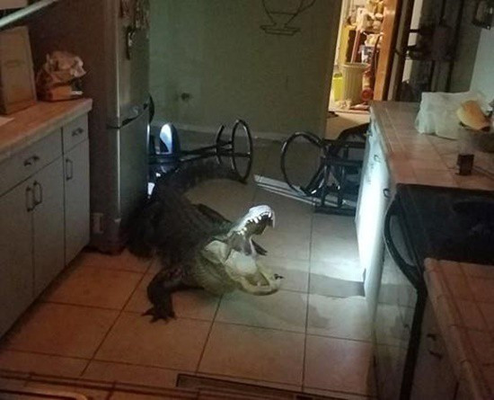 Thức dậy lúc 3h sáng vì tiếng động lạ, phát hiện con vật đáng sợ phá đồ đạc trong bếp ảnh 1 Phát hiện cá sấu