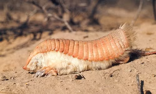 Những câu chuyện động vật kỳ lạ năm 2014