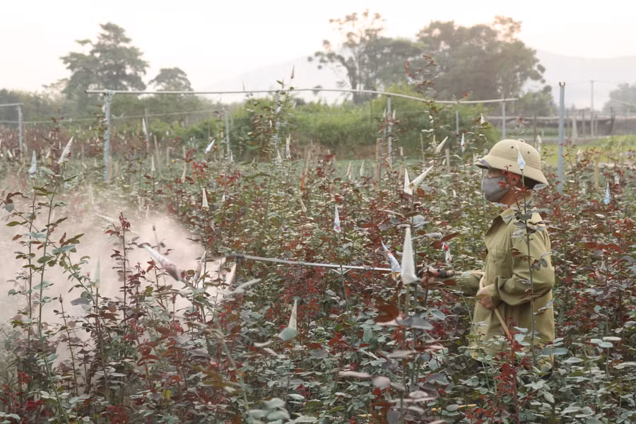 Hoa đòi hỏi công người chăm sóc tỉ mỉ.