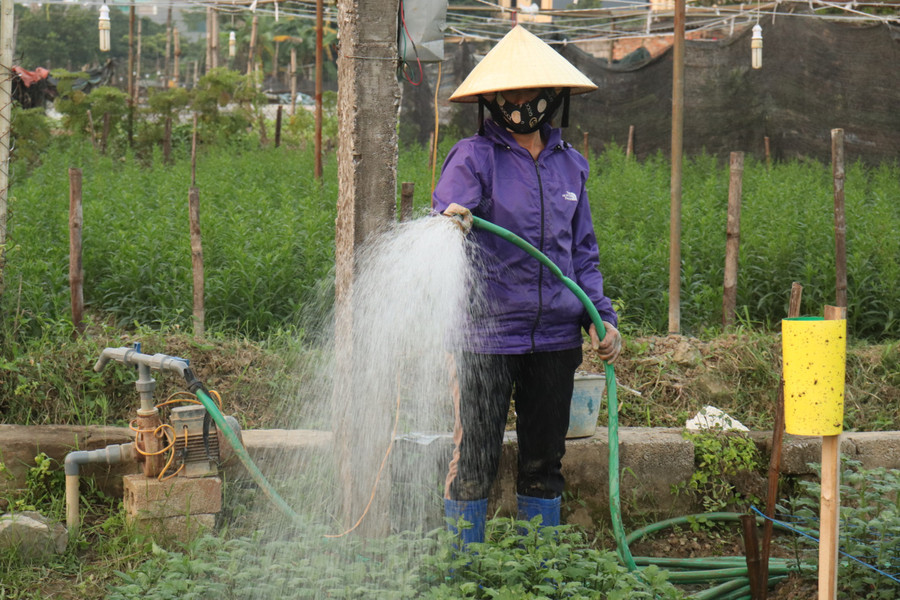 Chăm sóc hoa cho vụ Tết.