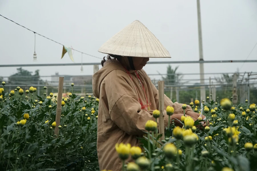 Người trồng hoa tất bật cho vụ Tết.