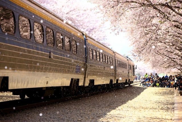 Vẻ đẹp nên thơ của mùa xuân trên xứ sở Kim Chi