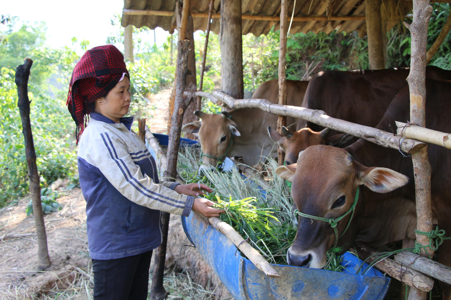 Chị Lường Thị Hương, bản Khâu Ban thoát nghèo nhờ phát triển chăn nuôi. Chị Lường Thị Hương, bản Khâu Ban thoát nghèo nhờ phát triển chăn nuôi.