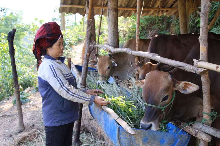 Chị Lường Thị Hương, bản Khâu Ban thoát nghèo nhờ phát triển chăn nuôi.