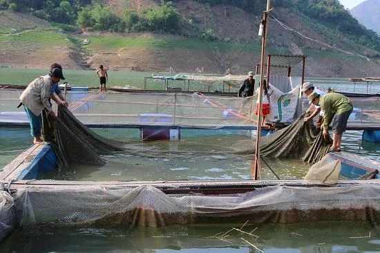 Mô hình nuôi cá lồng đã và đang mang lại nguồn thu nhập cao cho hội viên phụ nữ.