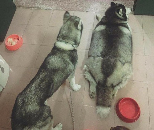 Cặp đôi hoàn hảo. Cặp đôi hoàn hảo.