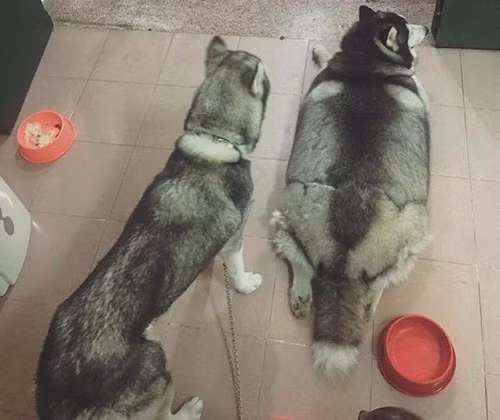 Cặp đôi hoàn hảo. Cặp đôi hoàn hảo.