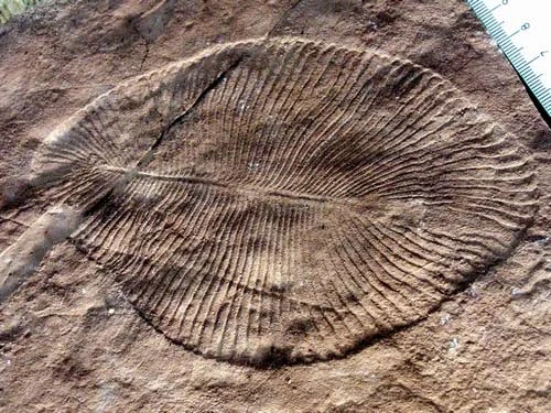 Một hóa thạch cho thấy vết tích của loài Dickinsonia Costa từ kỷ Ediacaran.