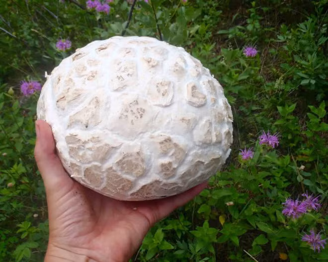 Thấy tảng đá màu trắng trên đường, cô gái lại gần mới biết mình nhặt được của lạ - Ảnh 8.