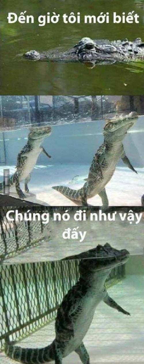 Cách di chuyển của cá sấu. Cách di chuyển của cá sấu.