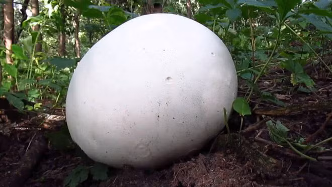 Thấy “tảng đá” màu trắng trên đường, cô gái lại gần mới biết mình nhặt được của lạ 