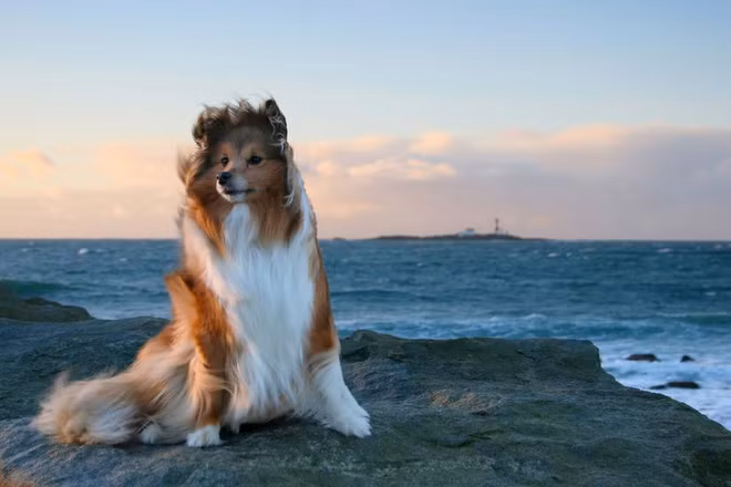 Cười vỡ bụng với những con thú cưng mặt phê như con tê tê khi được hít gió trời - Ảnh 23.