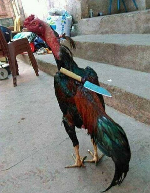 Võ sĩ kiếm Nhật xuống phố. 10-anh-hai-hot-nhat-facebook-trong-ngay-7