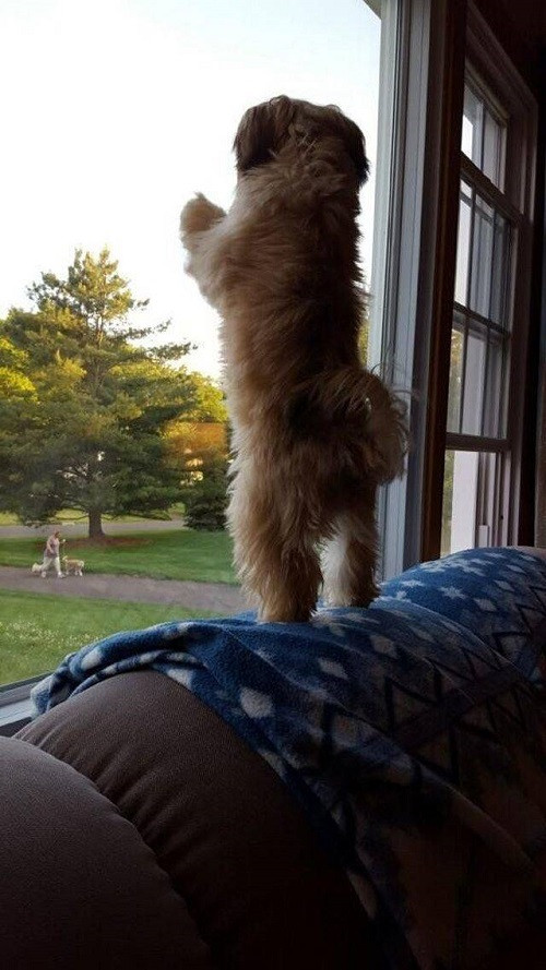 Nên anh lùi bước về sau để ngắm em rõ hơn.