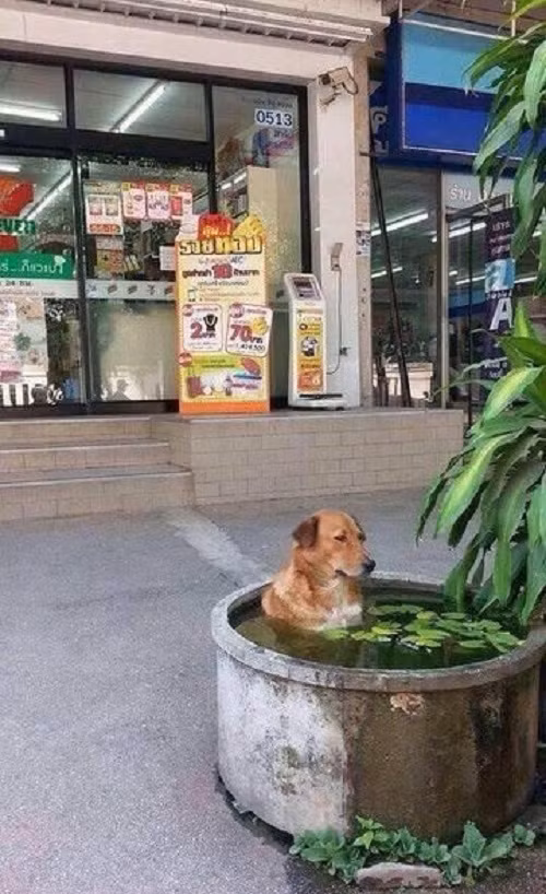 Thư giãn ngoài trời.