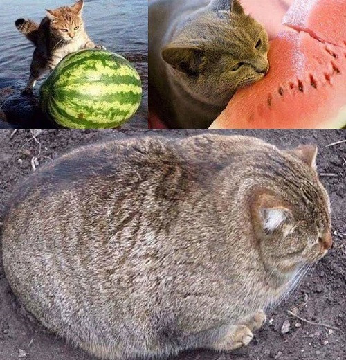 Cách vỗ béo loài mèo nhanh nhất.