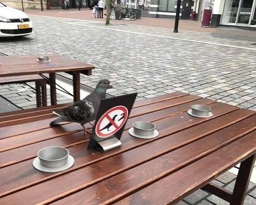 Mình thích thì mình đứng thôi.