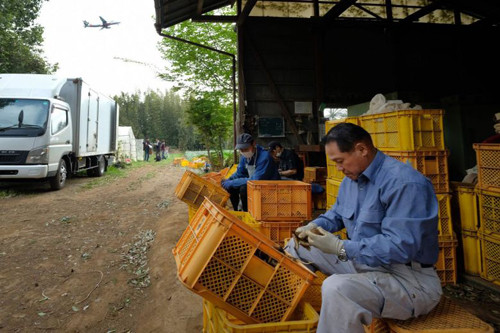 Takao Shito (ngoài cùng) làm việc tại nông trại gần sân bay Narita hôm 12/4. Takao Shito (ngoài cùng)làm việc tại nông trại gần sân bay Narita hôm 12/4. Ảnh: AFP