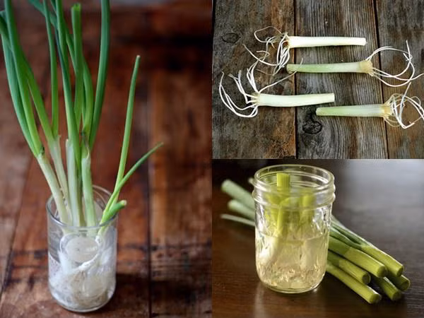 4 cách trồng hành lá tại nhà bằng chai nhựa, lõi giấy cực đơn giản, ăn cả năm không hết ảnh 3 4 cách trồng hành lá tại nhà bằng chai nhựa, lõi giấy cực đơn giản, ăn cả năm không hết ảnh 3